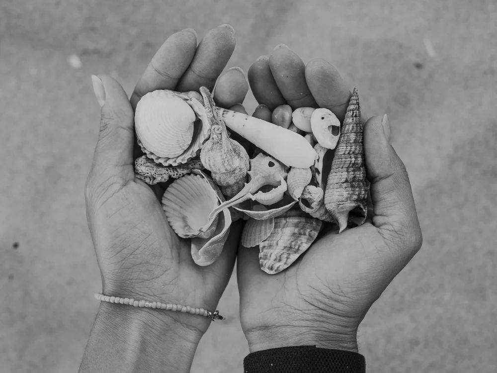 Mãos a segurar conchas apanhadas na praia